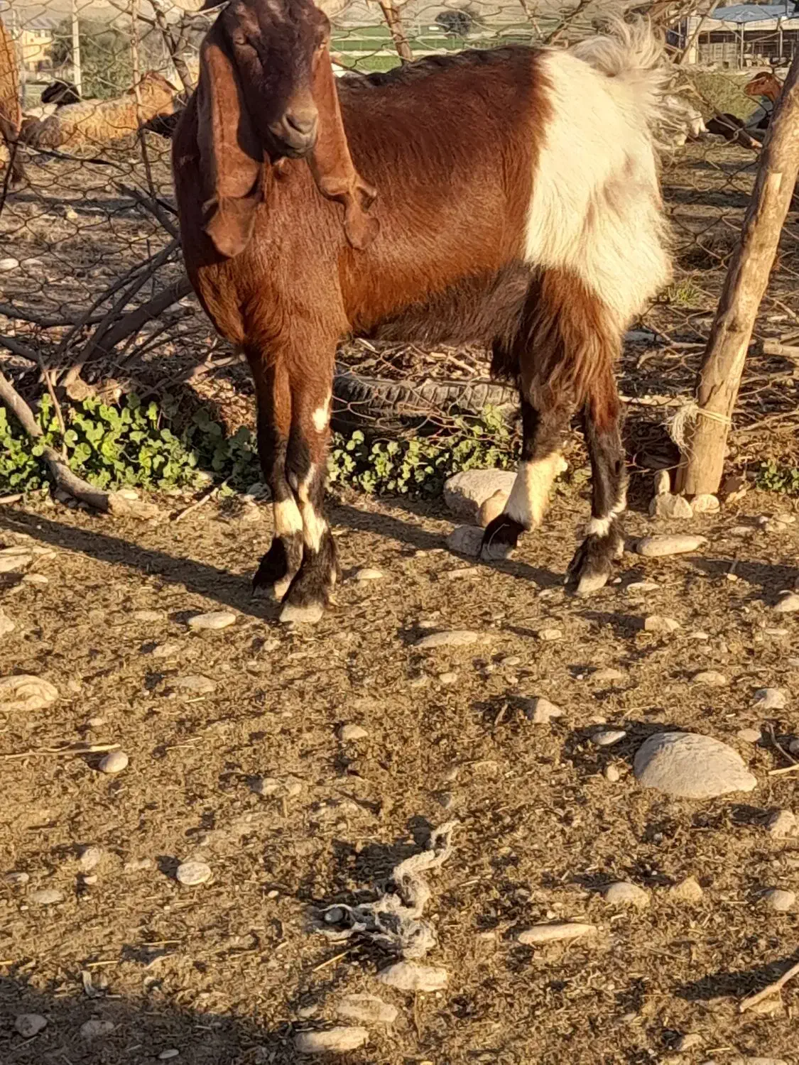 گوسفند|حیوانات مزرعه|دزفول, |دیوار