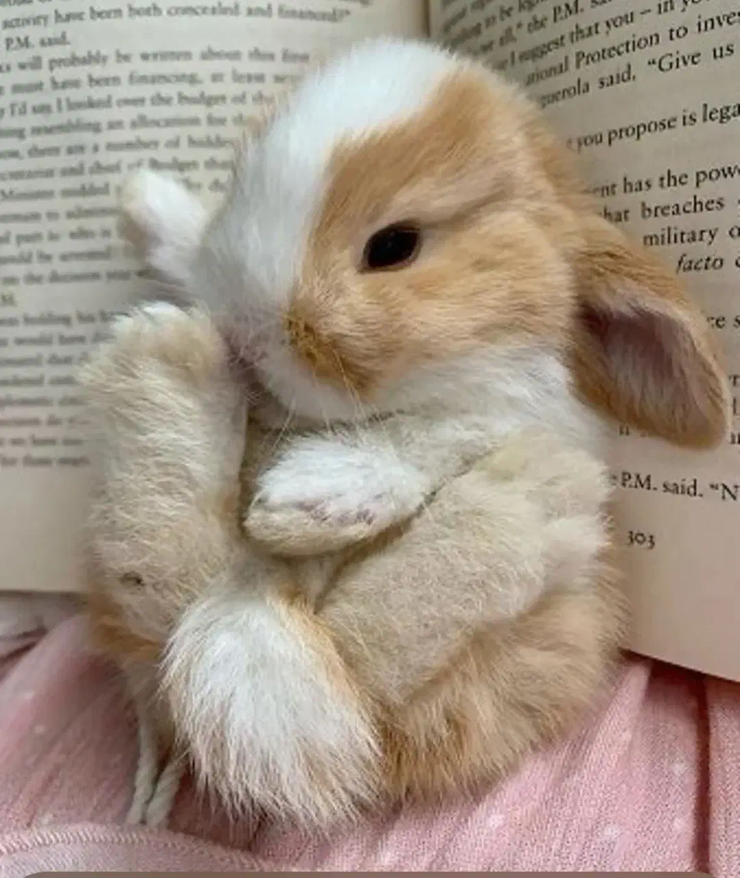 کلینیک تخصصی خرگوش مینی لوپ مینیاتوری با کارتکس|موش و خرگوش|اصفهان, جامی|دیوار