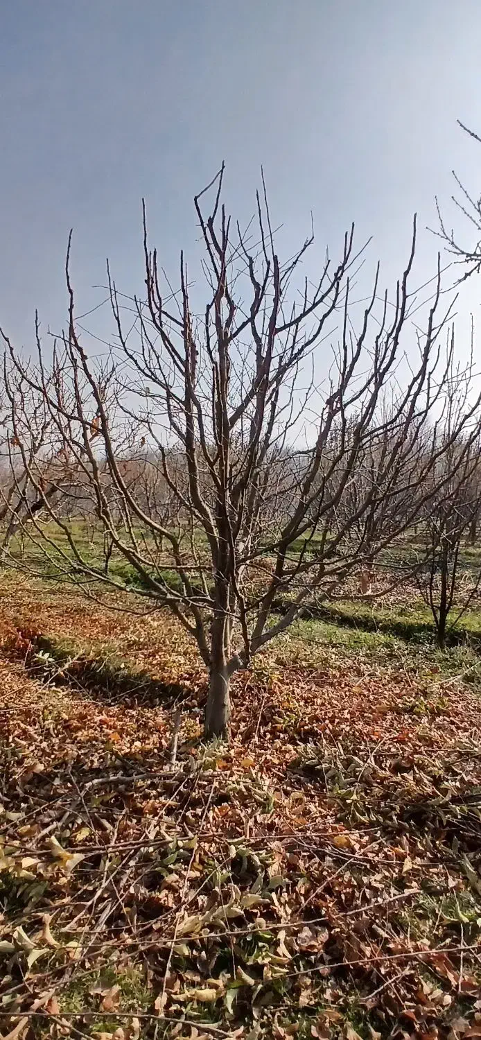 هرس کاری|خدمات باغبانی و درختکاری|نوشین شهر, |دیوار