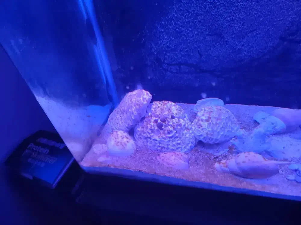 آکواریوم همراه با میز|ماهی|بندرعباس, |دیوار