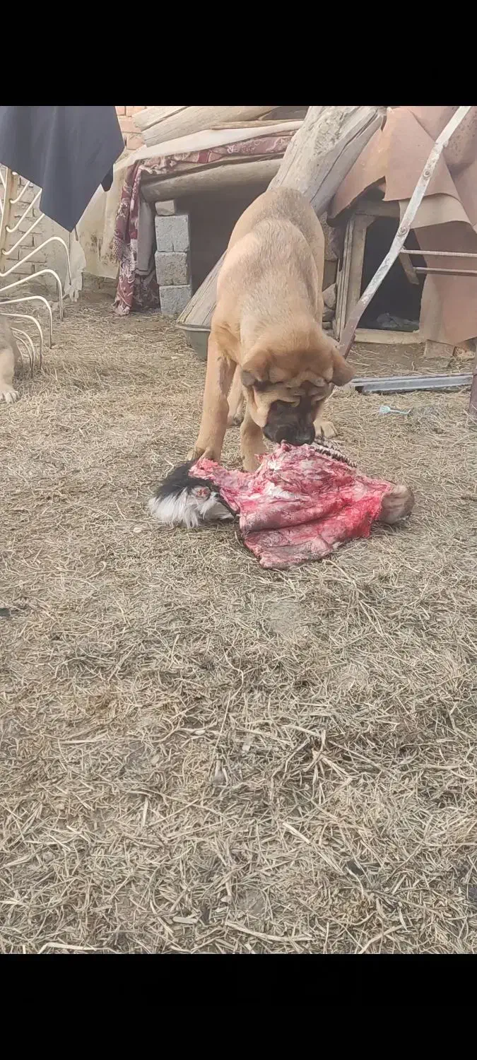 فروشی|سگ|مهاباد (آذربایجان غربی), |دیوار