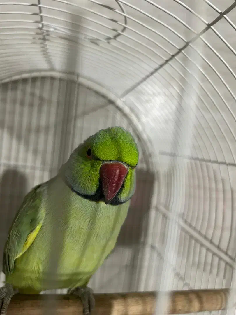 طوطی ملنگو|پرنده|آستارا, |دیوار