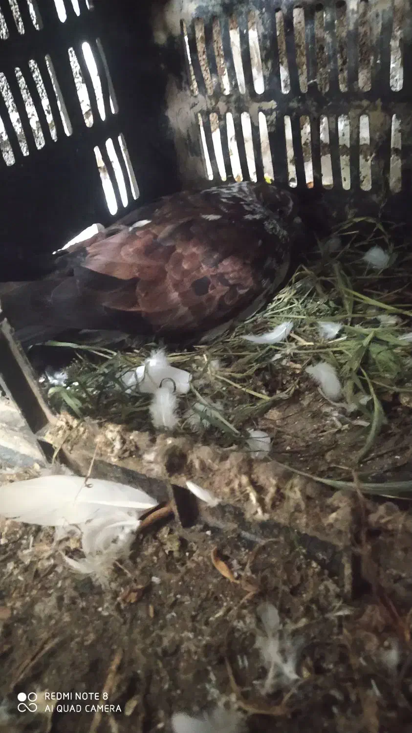 یه جفت کبوتر قاره|پرنده|تاتار علیا, |دیوار