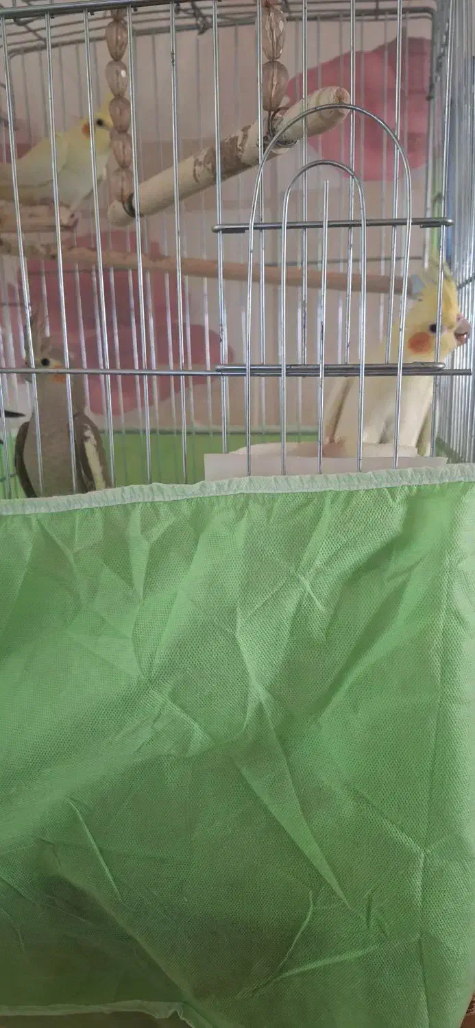 فروش عروس هلندی|پرنده|ایلام, |دیوار