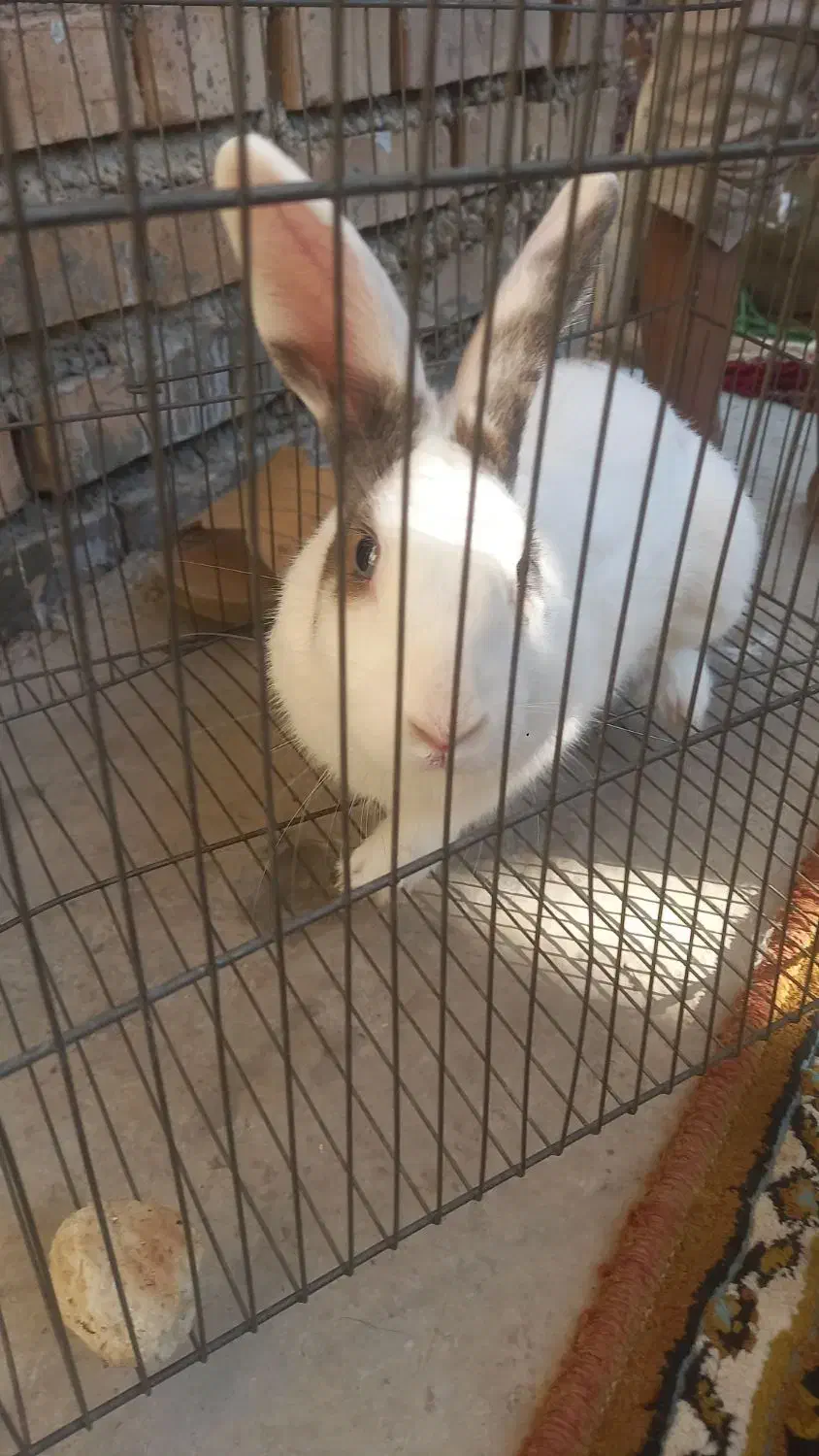 خرگوش ماده|موش و خرگوش|گالیکش, |دیوار