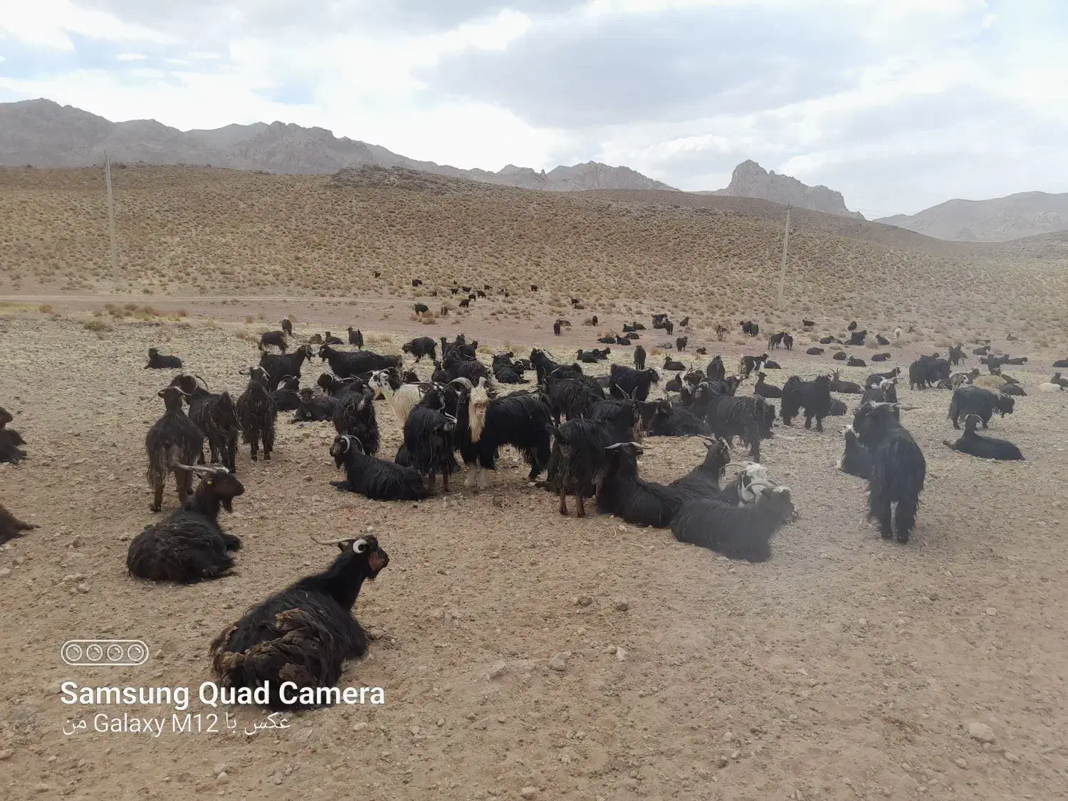 بز کشتی جوان ۳۰راس|حیوانات مزرعه|ابرکوه, |دیوار