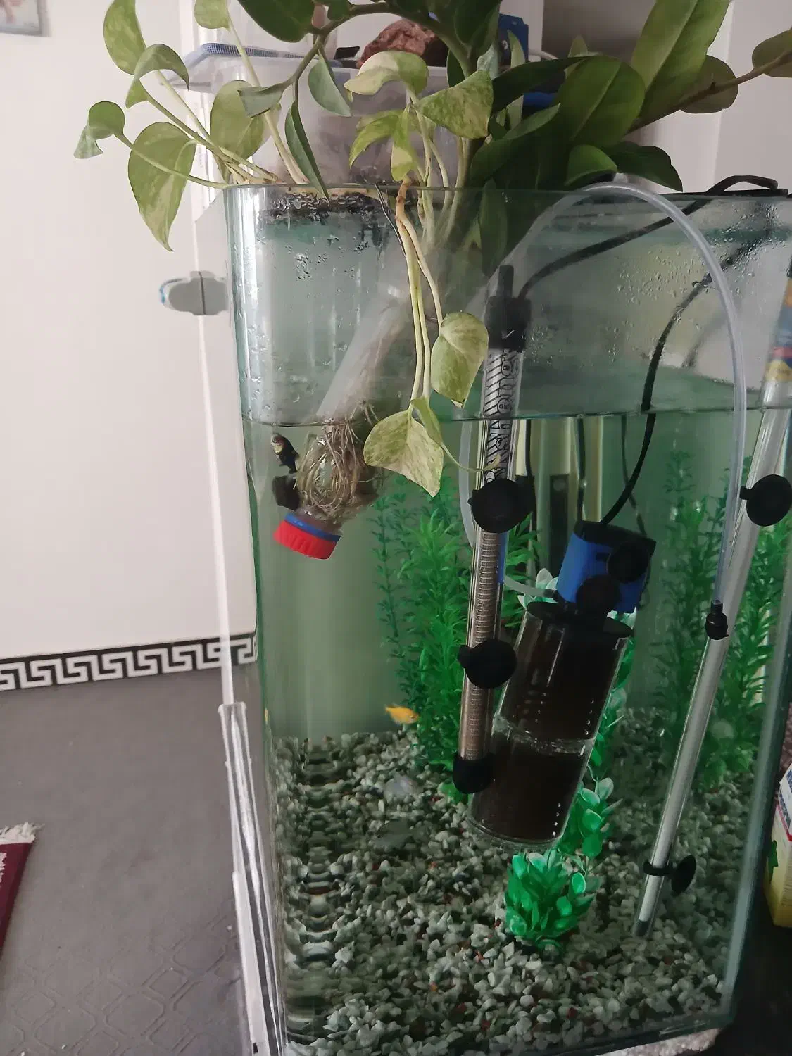 آکواریوم|ماهی|لار, |دیوار