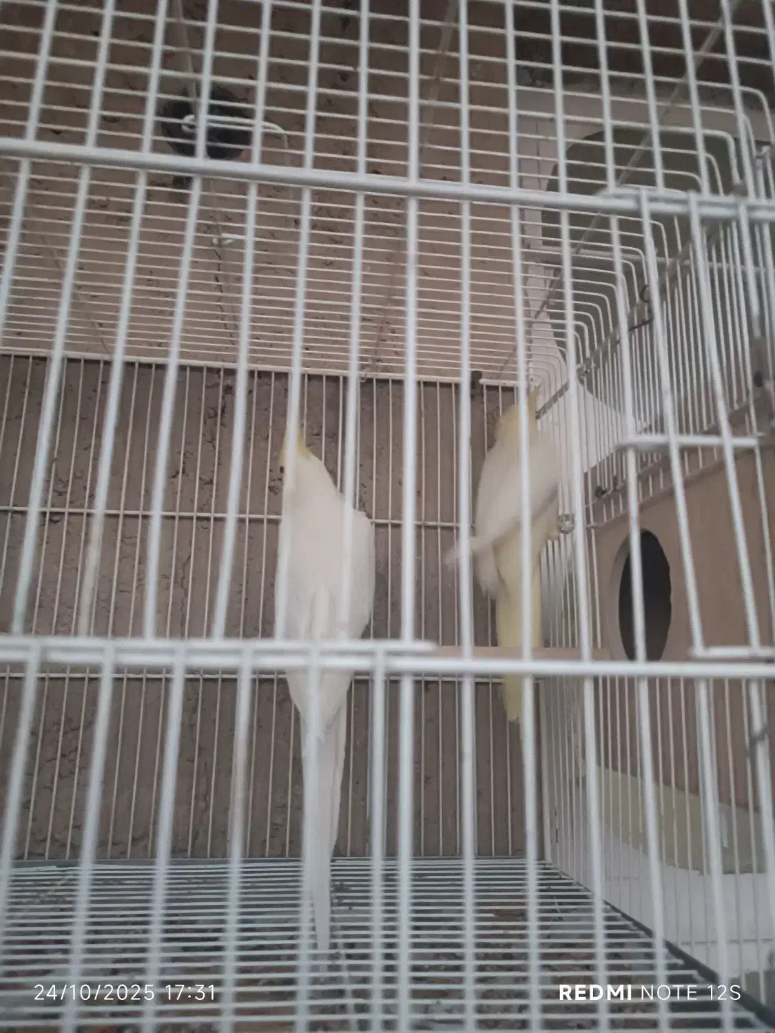 عروس هلندی|پرنده|فسا, |دیوار