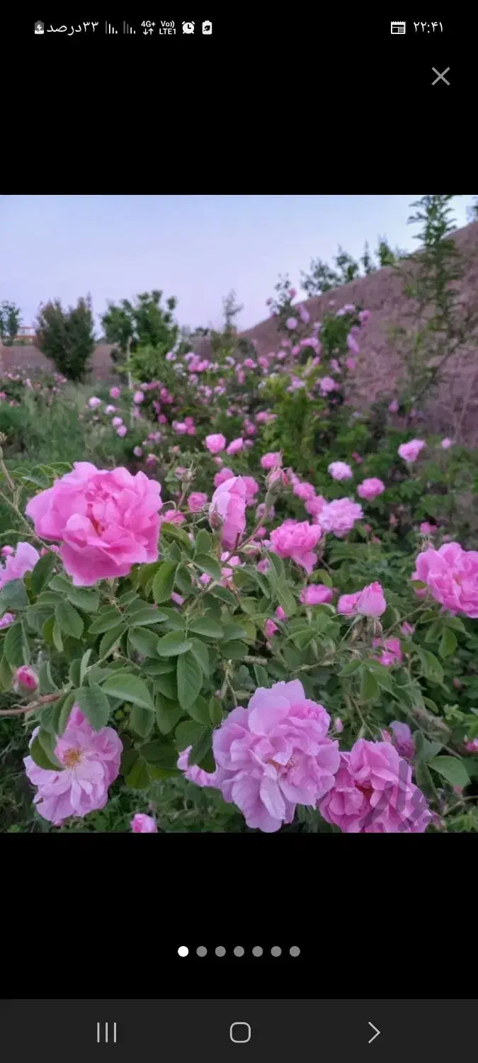 نهال گل محمدی|گل و گیاه طبیعی|مشهد, فرخد|دیوار