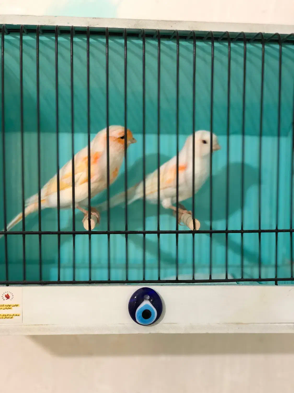 قناری موزایک جفت|پرنده|تبریز, |دیوار