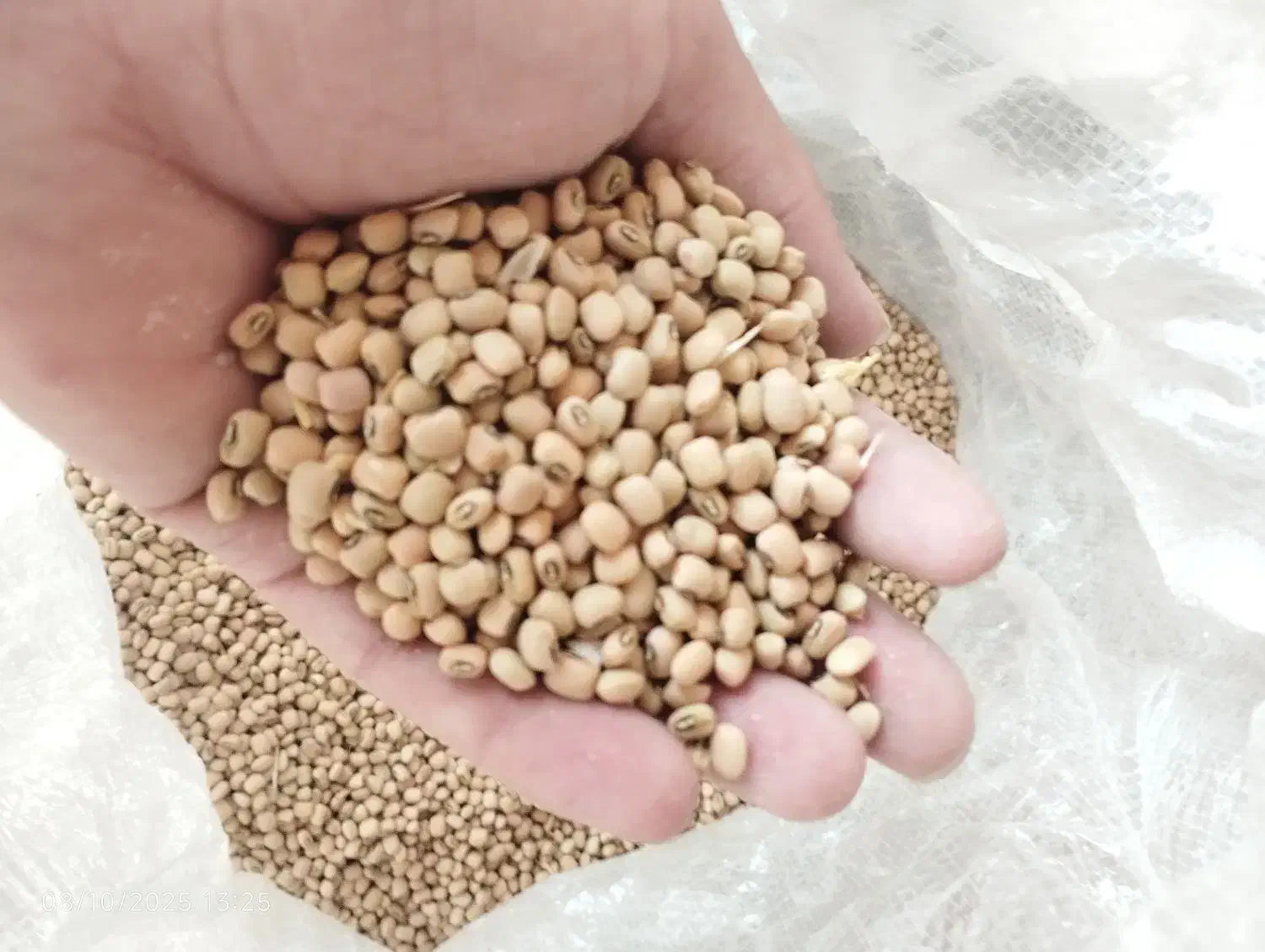 لوبیا ریزه|خوردنی و آشامیدنی|دره شهر, |دیوار