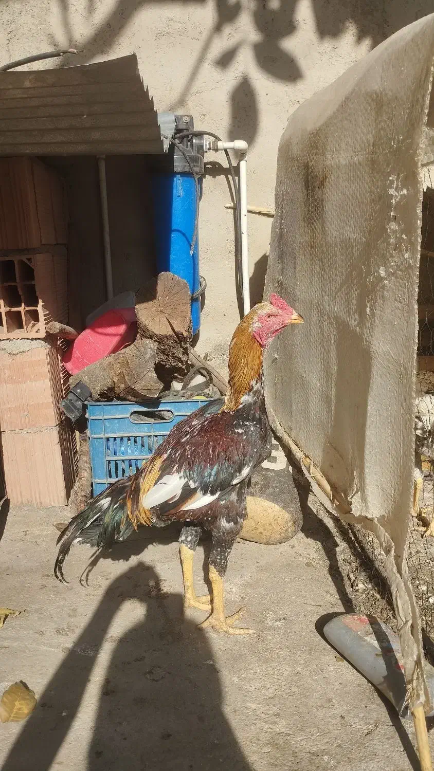 خروس لاری|حیوانات مزرعه|رامیان, |دیوار