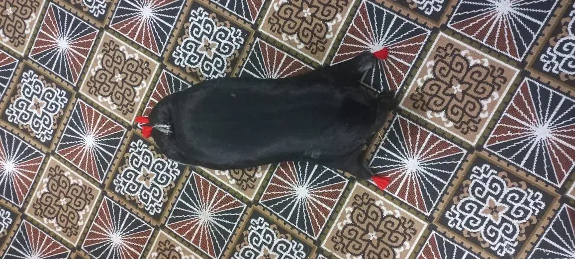 کلاسکه. دوعدد تمیزو خوشکل بزرگ‌|کالسکه و لوازم جانبی|ایذه, |دیوار