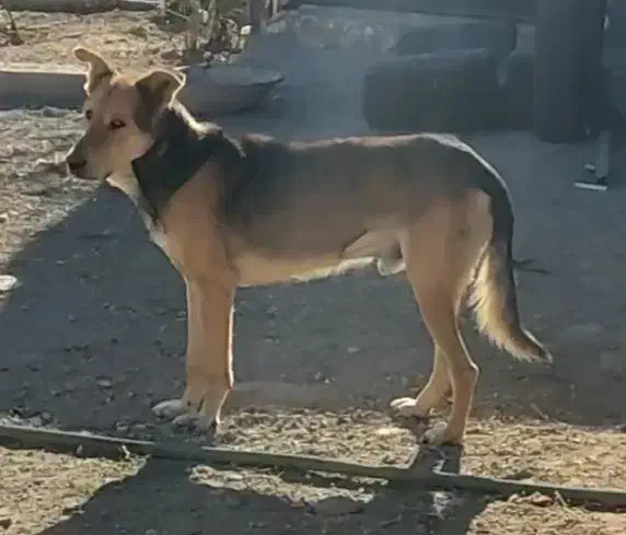 سگ گم شده|سگ|زنجان, |دیوار