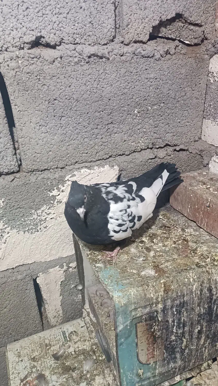 ماده سینه سیاه|پرنده|کرمان, |دیوار