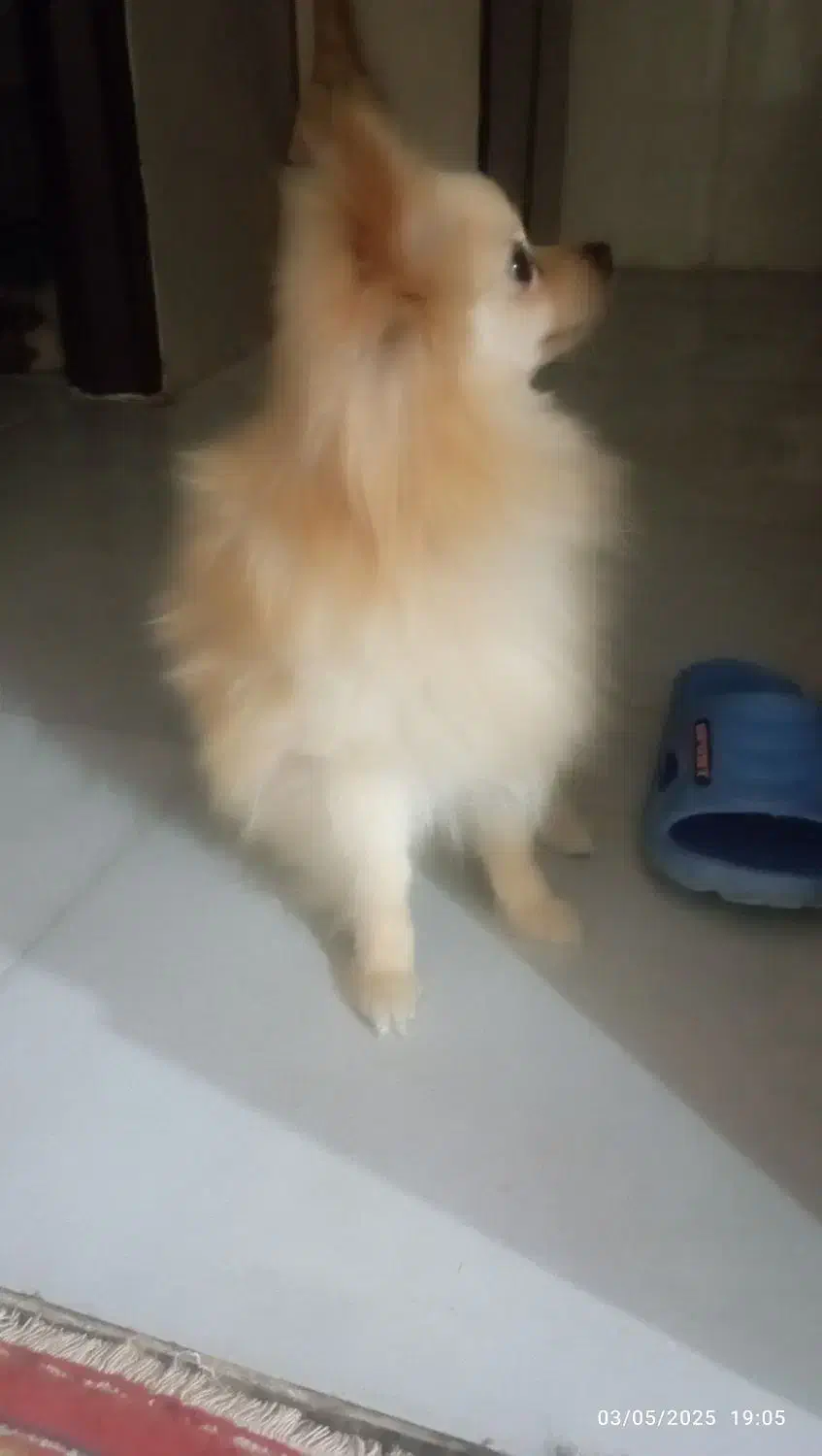 سگ پامر اشپیز اصیل|سگ|مرودشت, بیست متری بیمارستان|دیوار