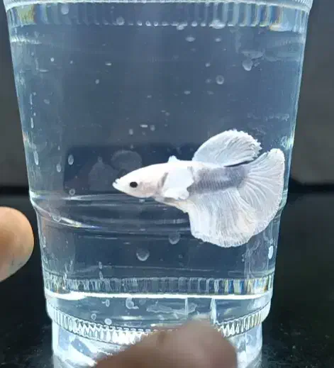 فایتر .اکواریوم .گیاه .ماهی .|ماهی|آبادان, |دیوار