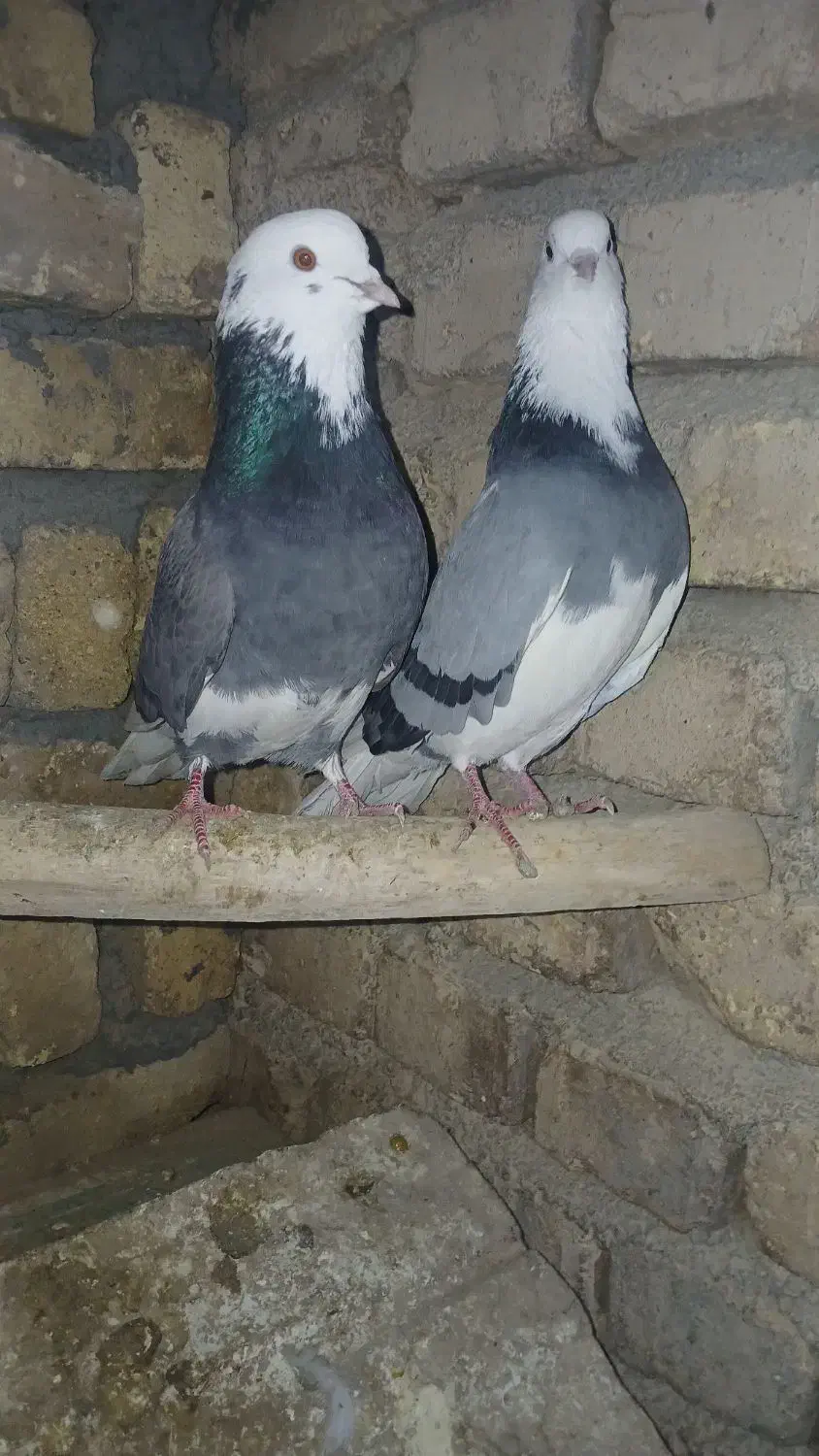 کفتر پرشی|حیوانات|ساروق, |دیوار