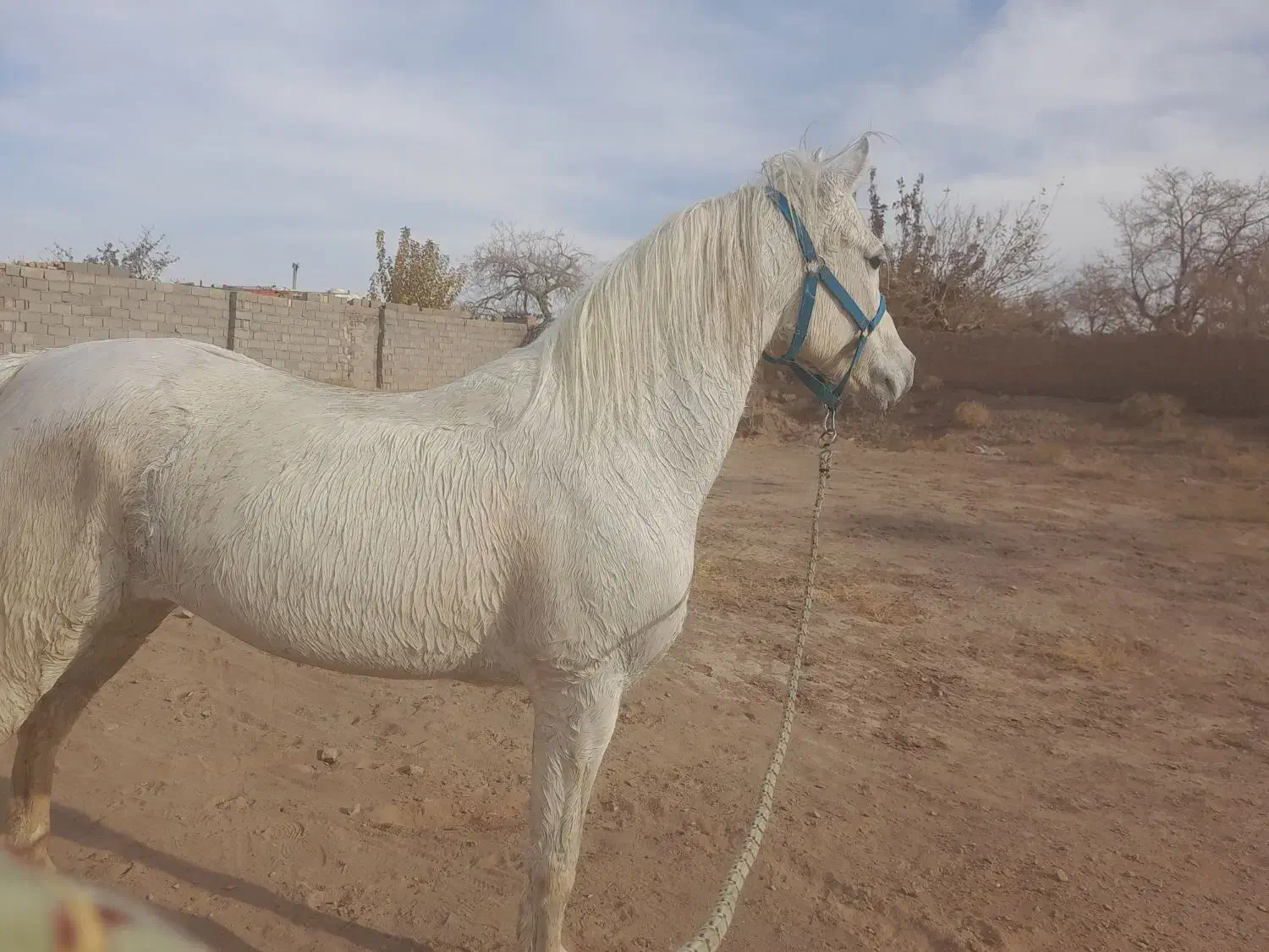 اسب نریان سفید|اسب و تجهیزات اسب‌سواری|گناباد, |دیوار