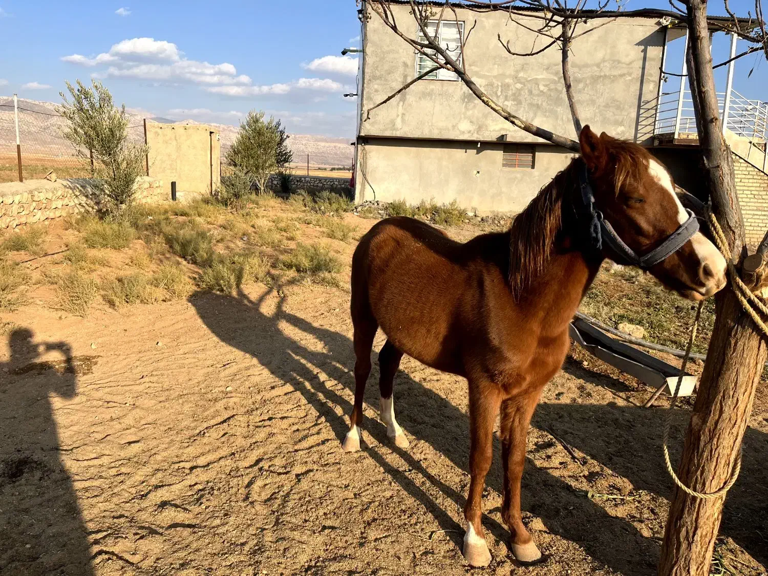 فروش اسب مادیون|اسب و تجهیزات اسب‌سواری|کوهدشت, |دیوار