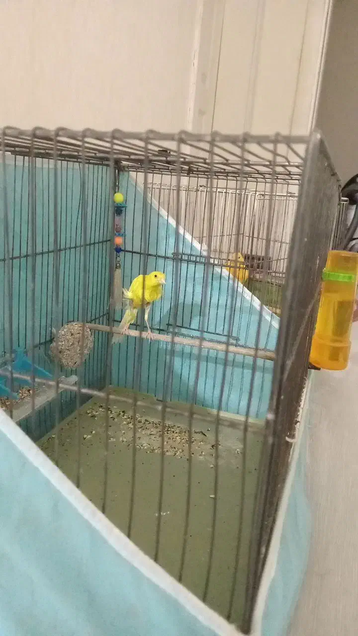 قناری|پرنده|قرچک, زیبا شهر|دیوار