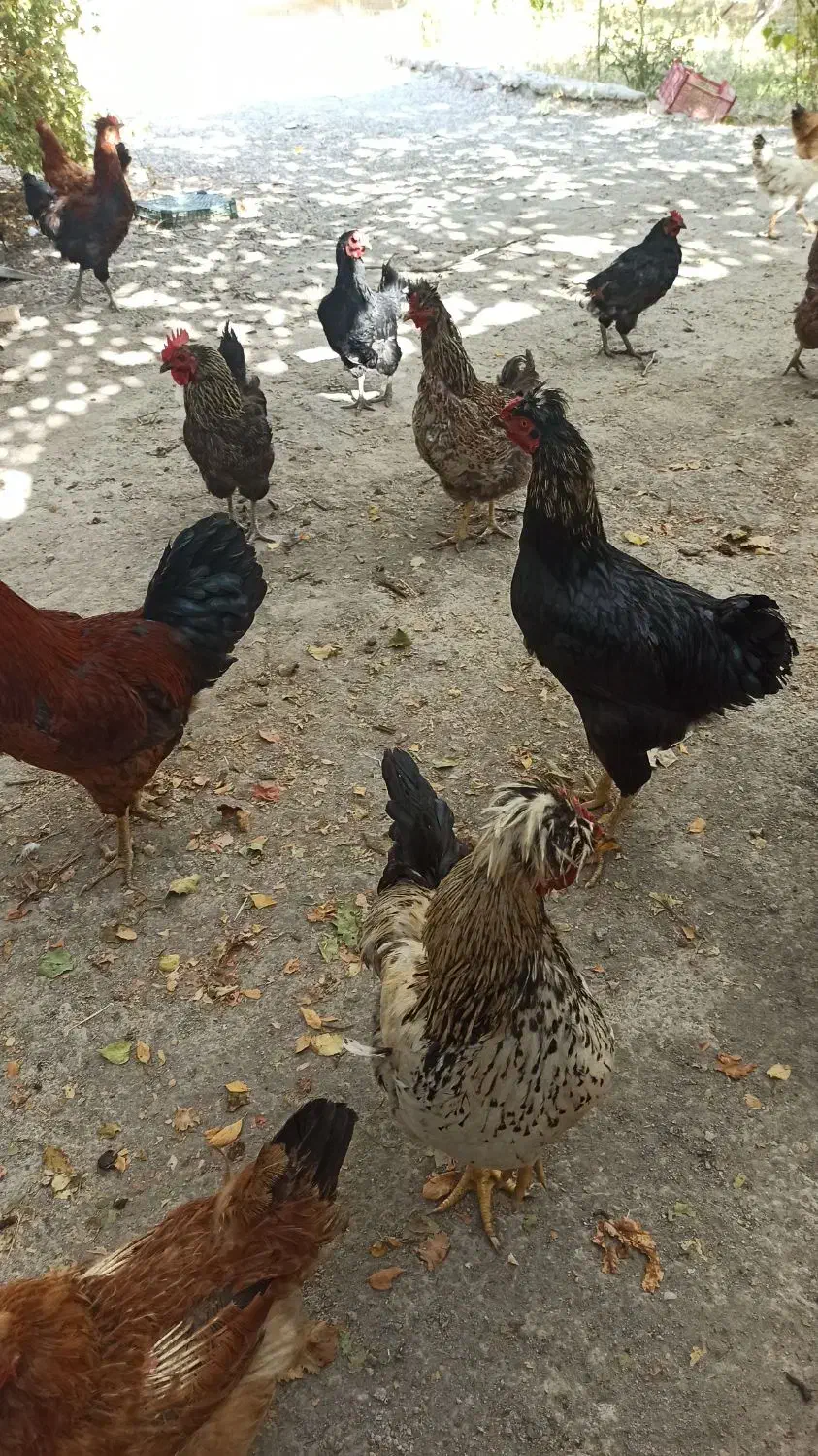 خروس  و مرغ محلی|حیوانات مزرعه|ملکآباد, |دیوار