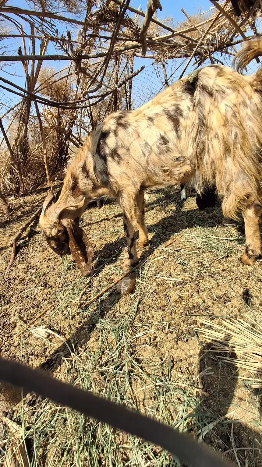 بز فروشی|حیوانات مزرعه|فاریاب, |دیوار