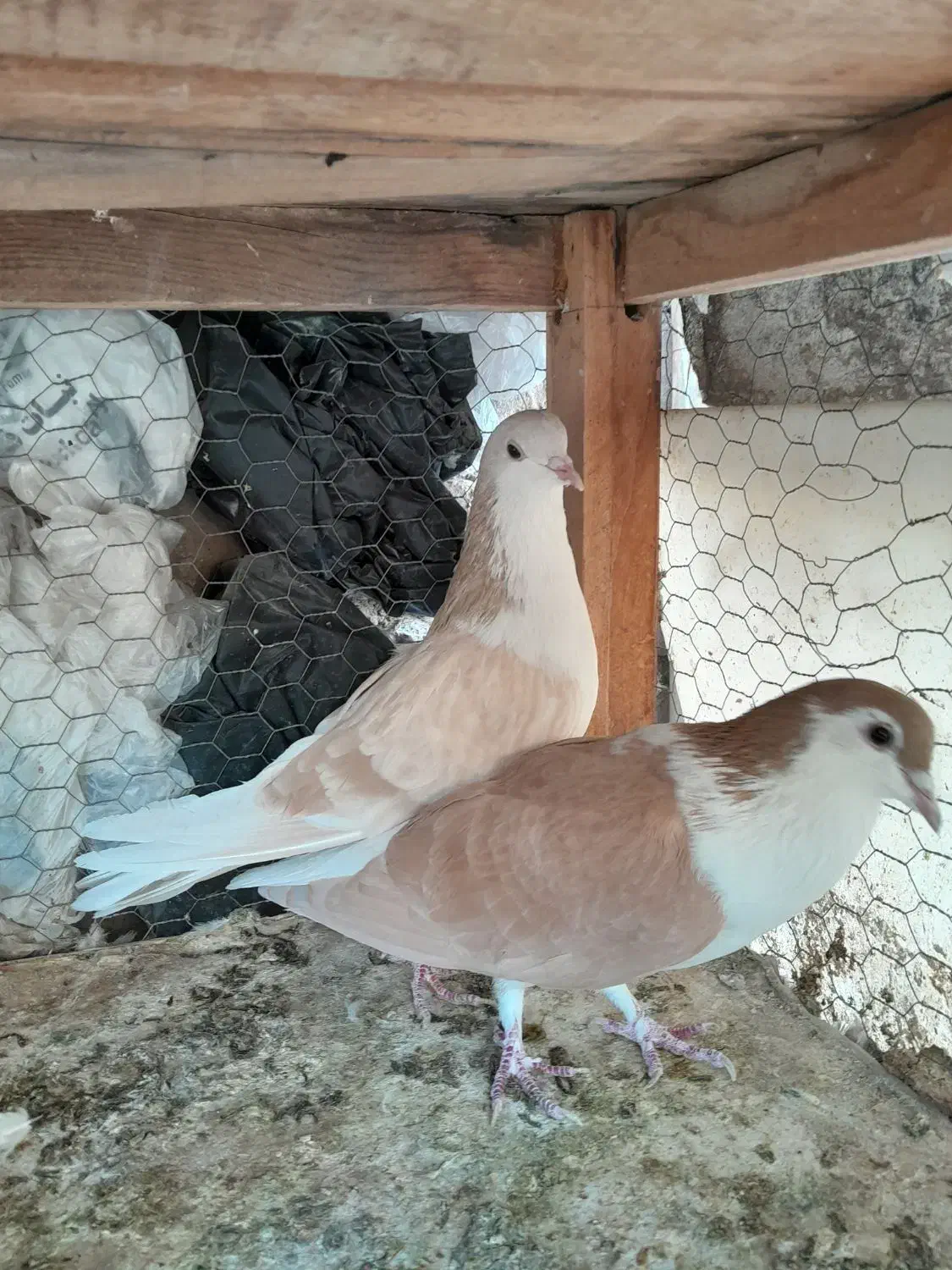 طاقی زرد نروماده|پرنده|کاشان, لتحر|دیوار