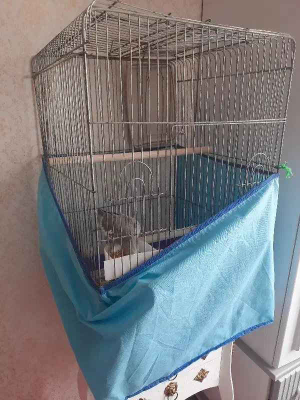 عروس هلندی|پرنده|کاشان, شهرک خاتم الانبیا (مسکن ملی کاشان)|دیوار