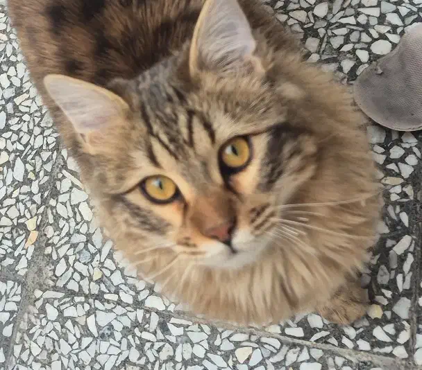 گربه پرشین نر|گربه|اصفهان, امیرعرب|دیوار