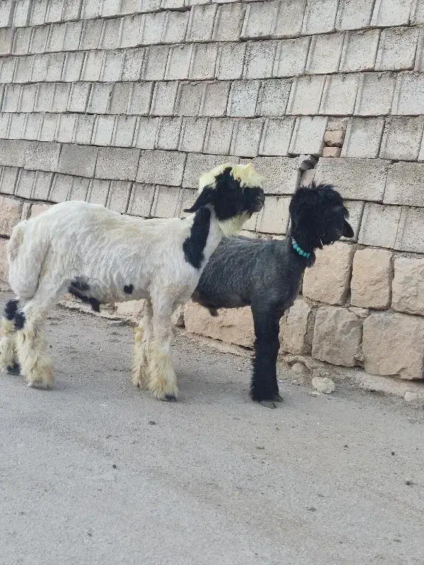 بره تخمی روزگاری|حیوانات مزرعه|کوهرنگ, |دیوار