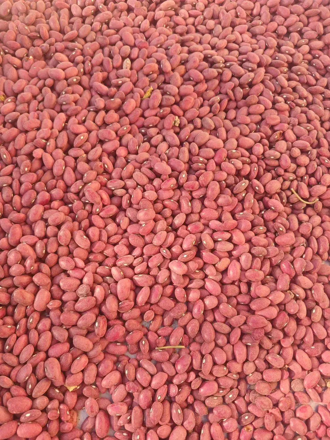 لوبیا قرمز|خوردنی و آشامیدنی|قلقل رود, |دیوار