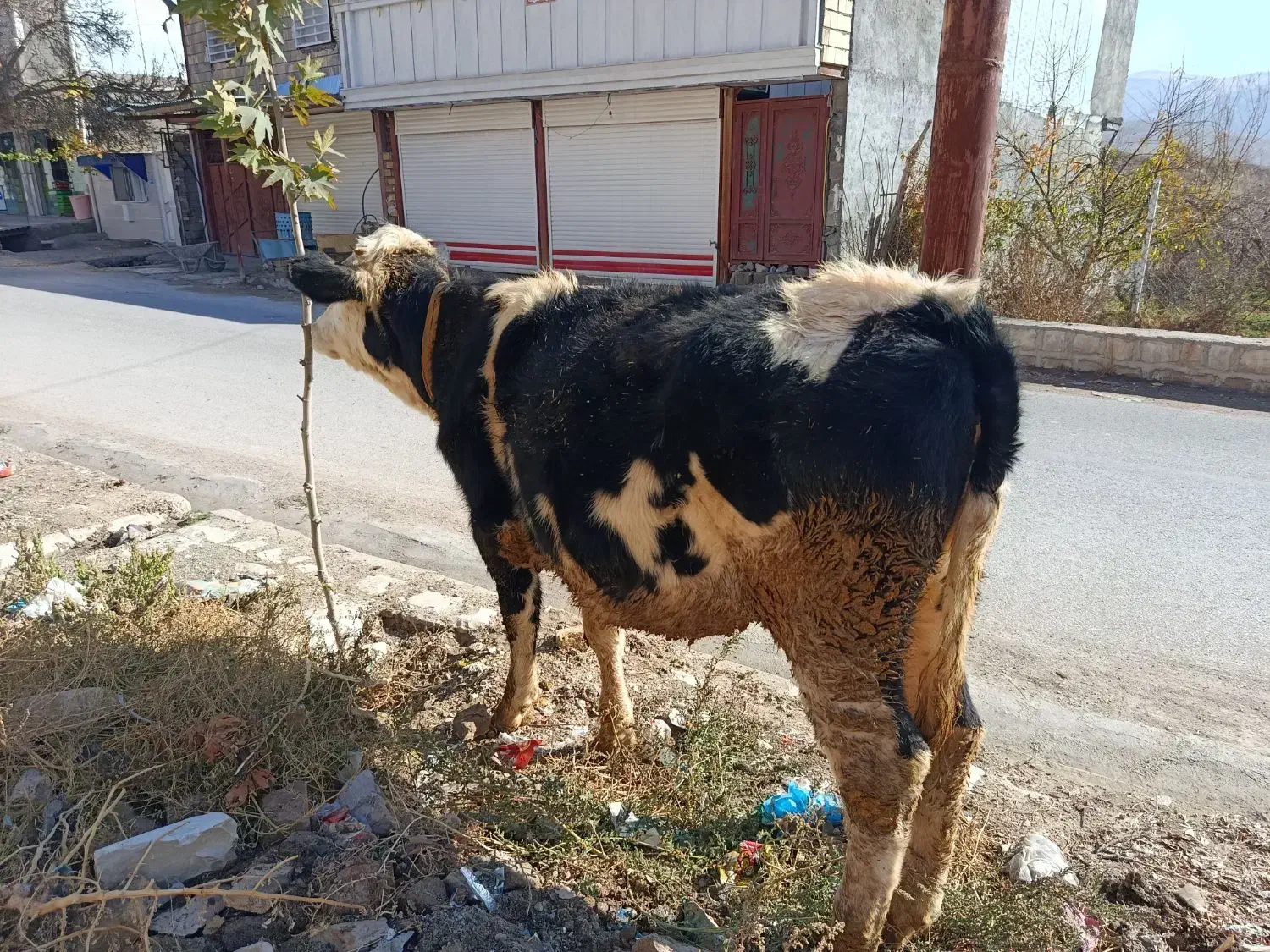 گوساله جنس ابستن|حیوانات مزرعه|کوهدشت, |دیوار