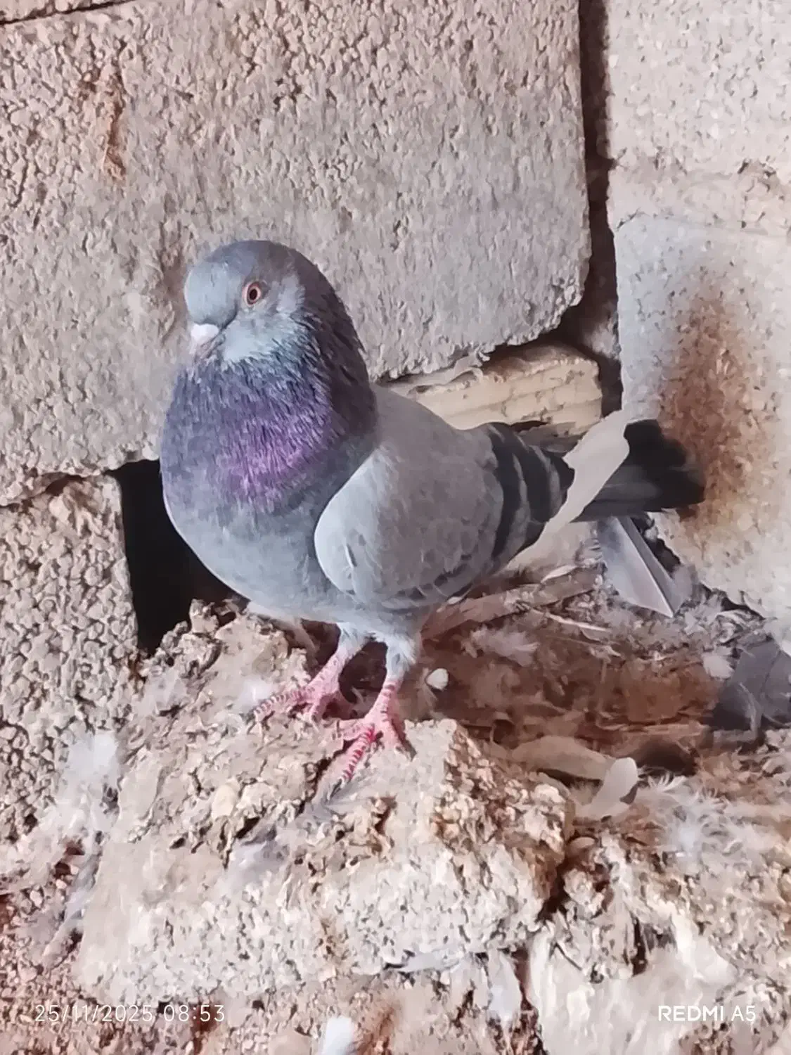 کفتر فروشی|پرنده|رویدر, |دیوار