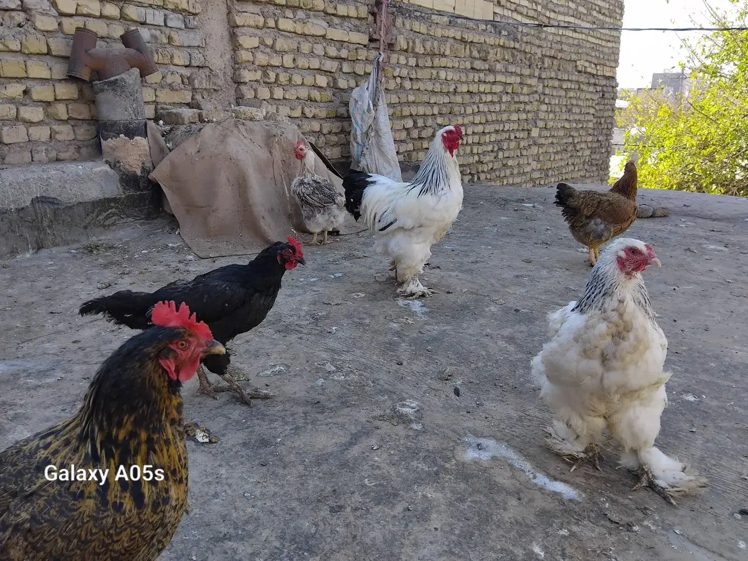 مرغ وخروس|حیوانات مزرعه|مشهد, نیزه|دیوار