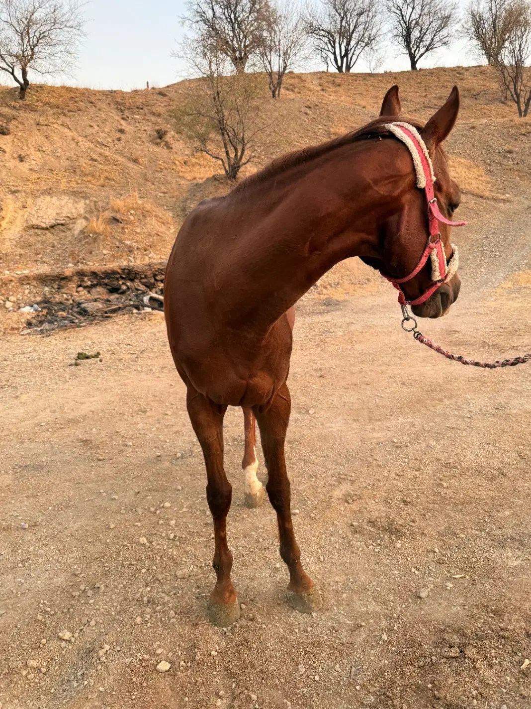 اسب|اسب و تجهیزات اسبسواری|تهران, سوهانک|دیوار