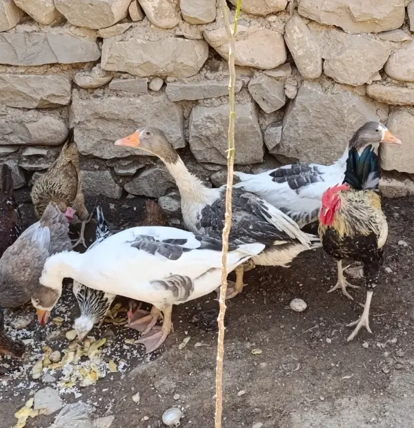 غاز|حیوانات مزرعه|مسجد سلیمان, |دیوار