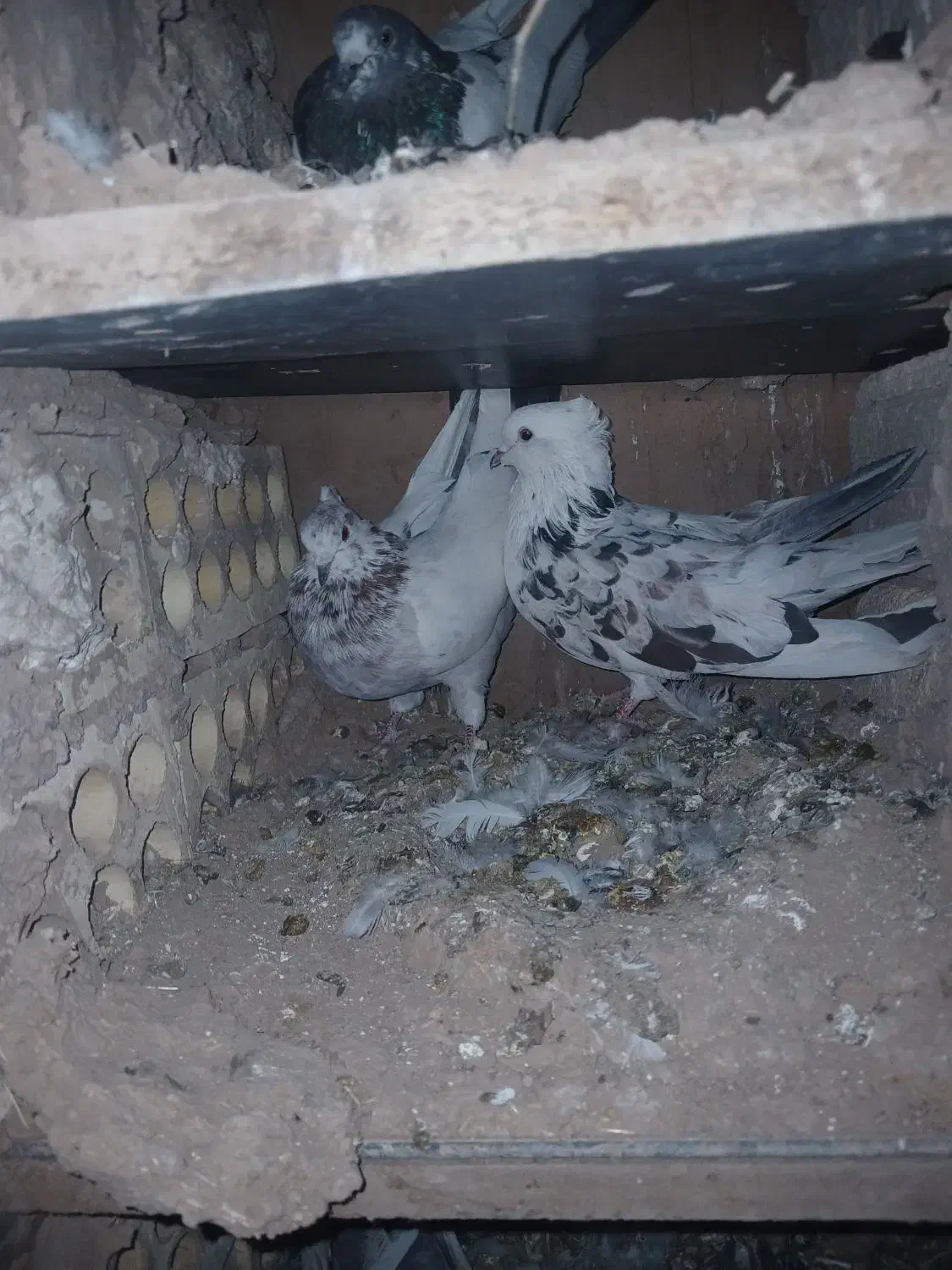 کبوتر|پرنده|دالاهو, |دیوار