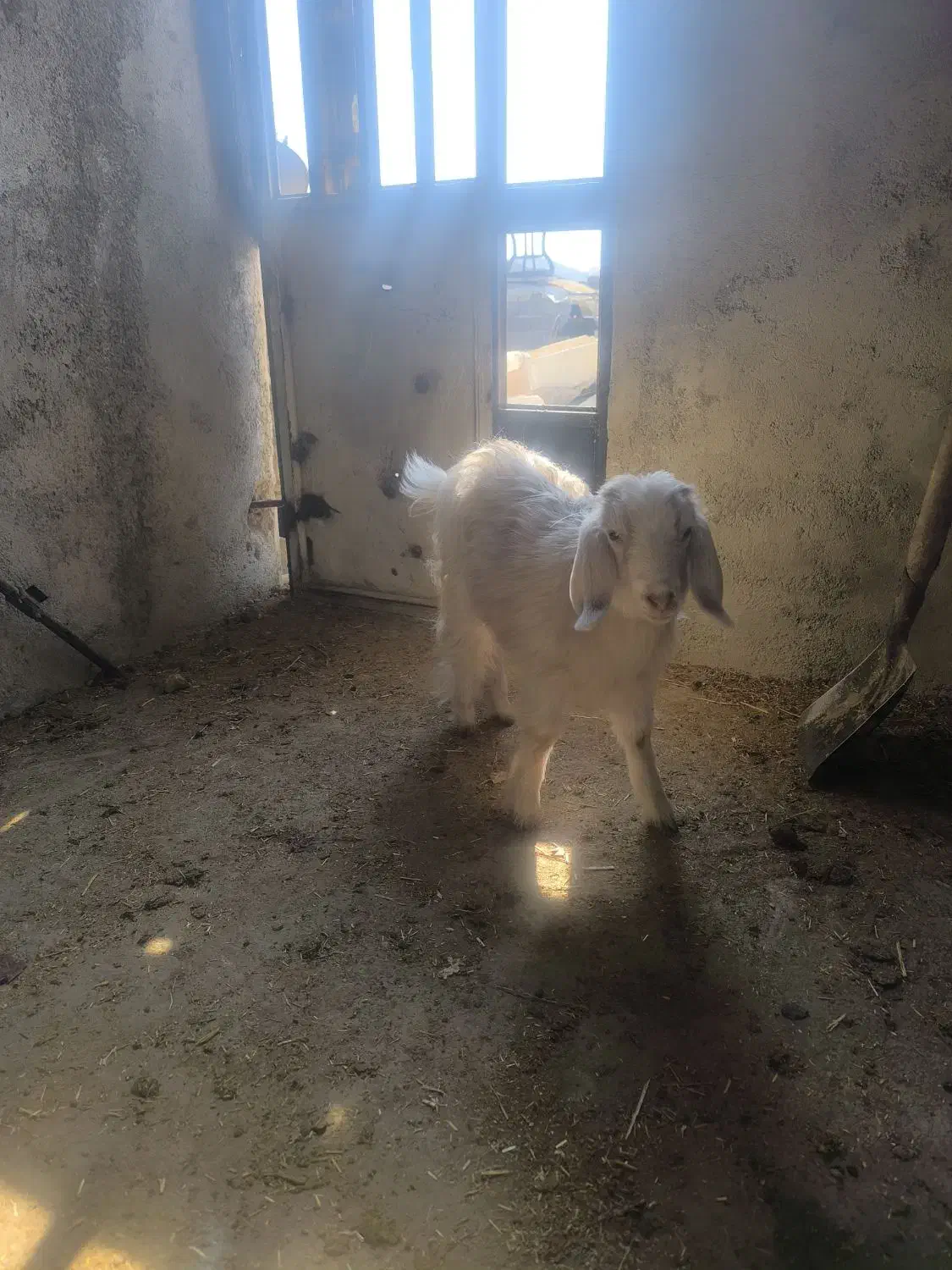 بره بز|حیوانات مزرعه|کرج, ساماندهی|دیوار