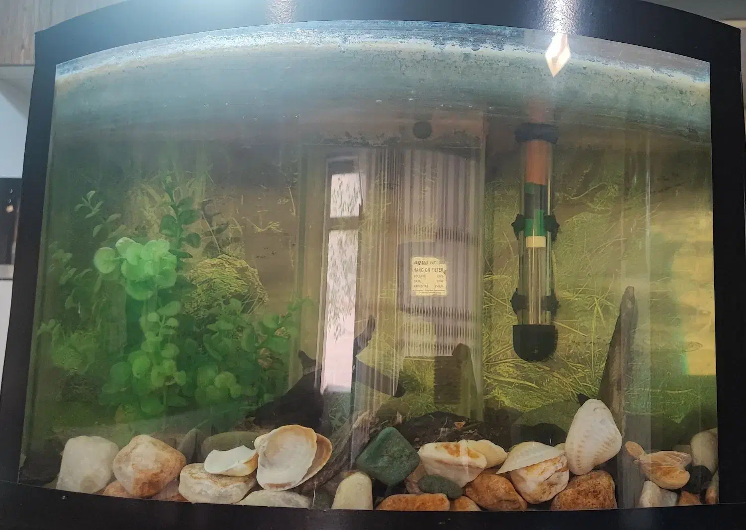 آکواریوم|ماهی|تبریز, |دیوار