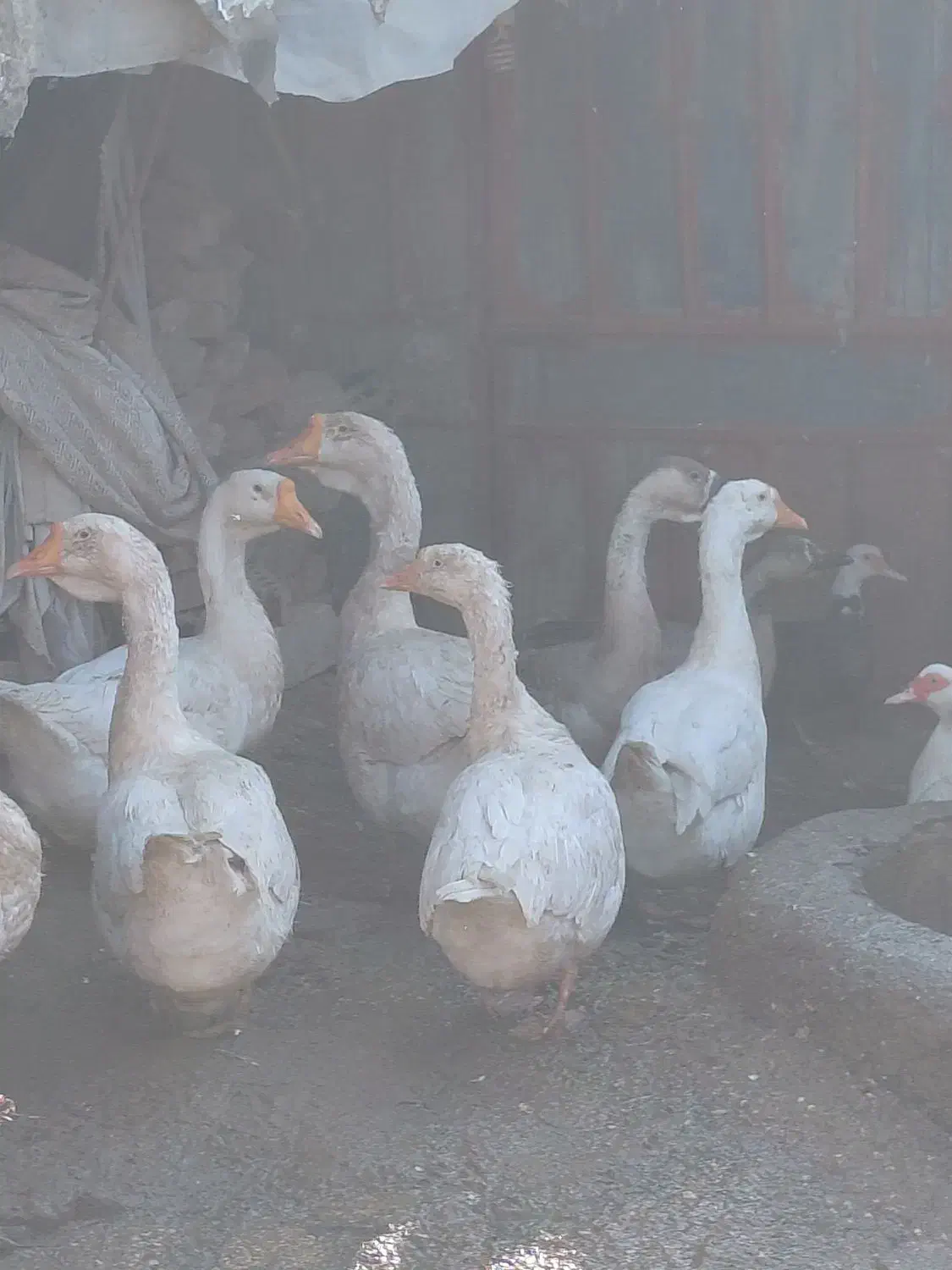 قوقاز پرو پاچه دار درشت بالغ|حیوانات مزرعه|گنبد کاووس, |دیوار