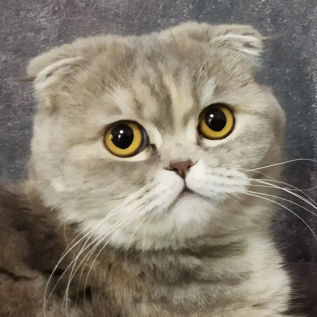 فروش گربه ماده عقیم نشده|گربه|پردیس, فاز ۱۱|دیوار