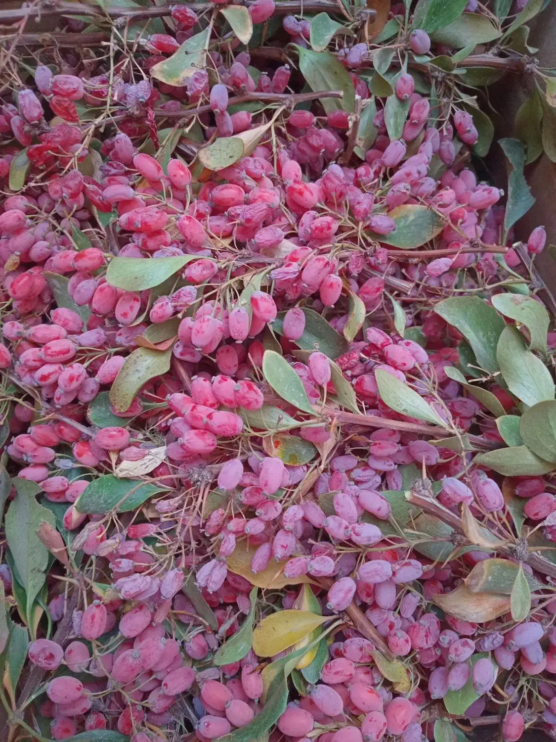 زرشک تازه، تربت|خوردنی و آشامیدنی|تربت جام, مولانا|دیوار