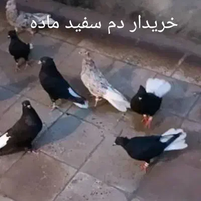 کبوتر دم سفید ماده|پرنده|یاسوج, |دیوار