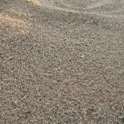 گندم کوهدشت|عمده‌فروشی|گرمخان, |دیوار