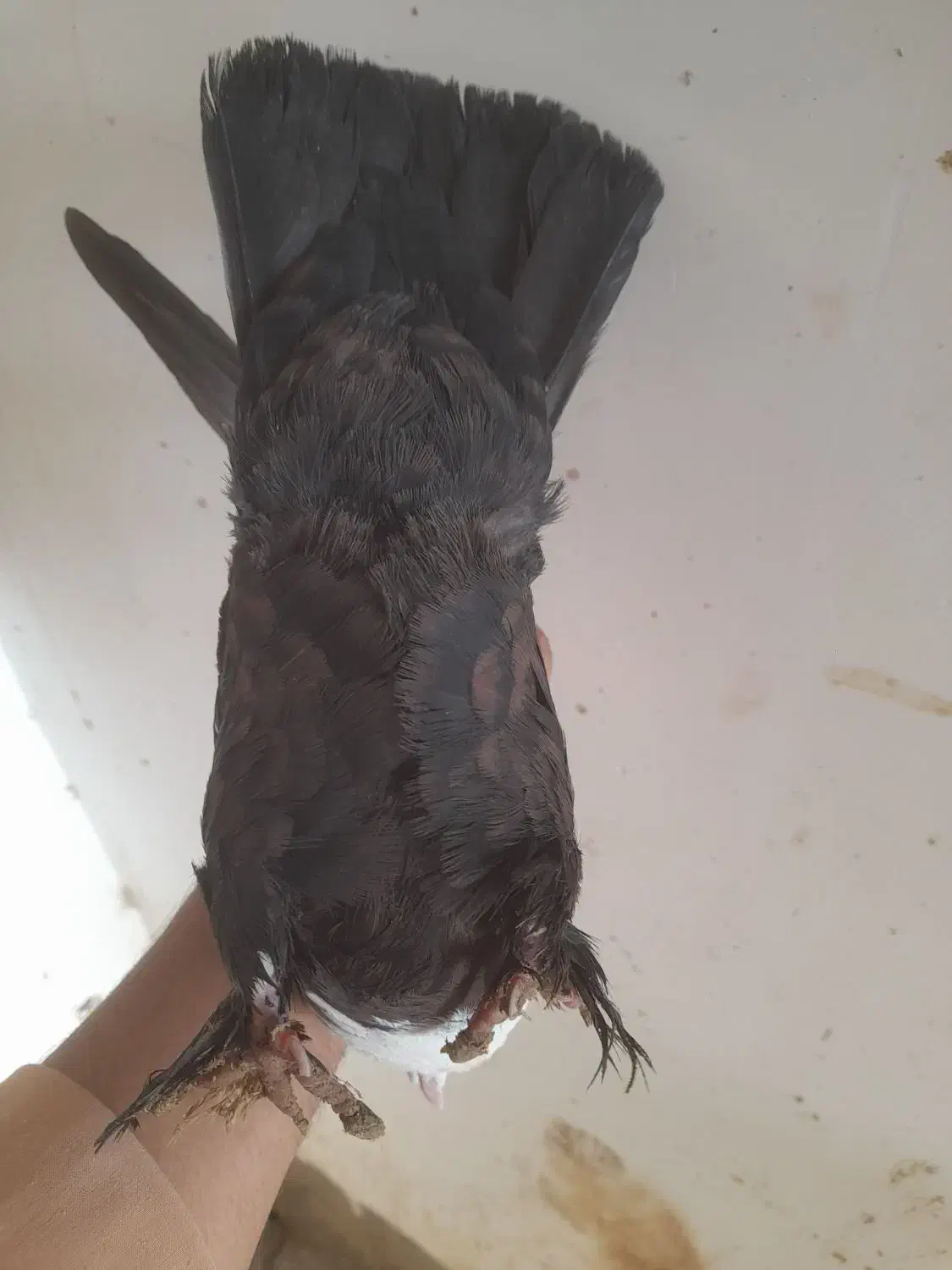 کربلایی کلایی|پرنده|راور, |دیوار