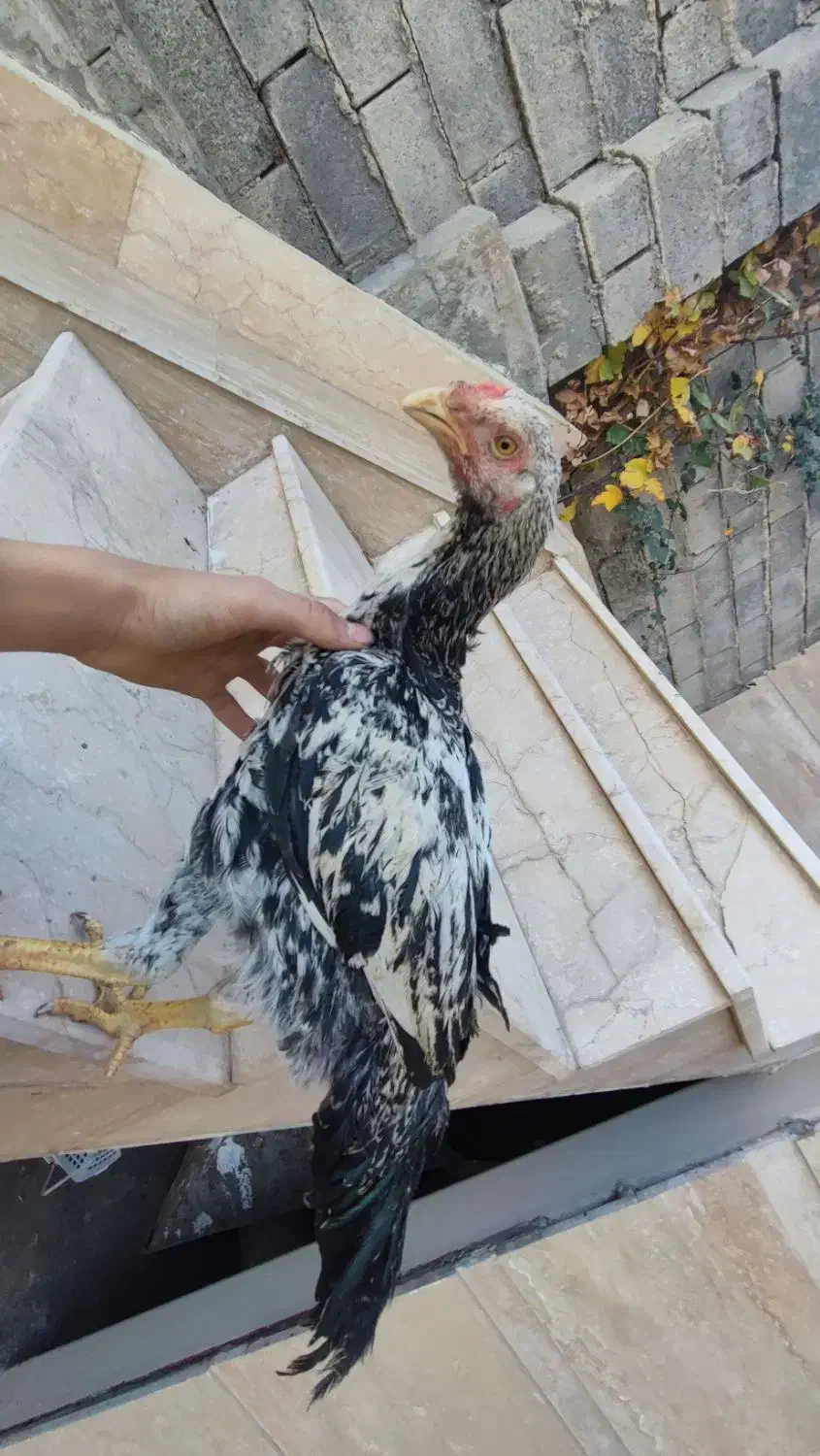 جوجه لاری اصیل|حیوانات مزرعه|سردشت, |دیوار