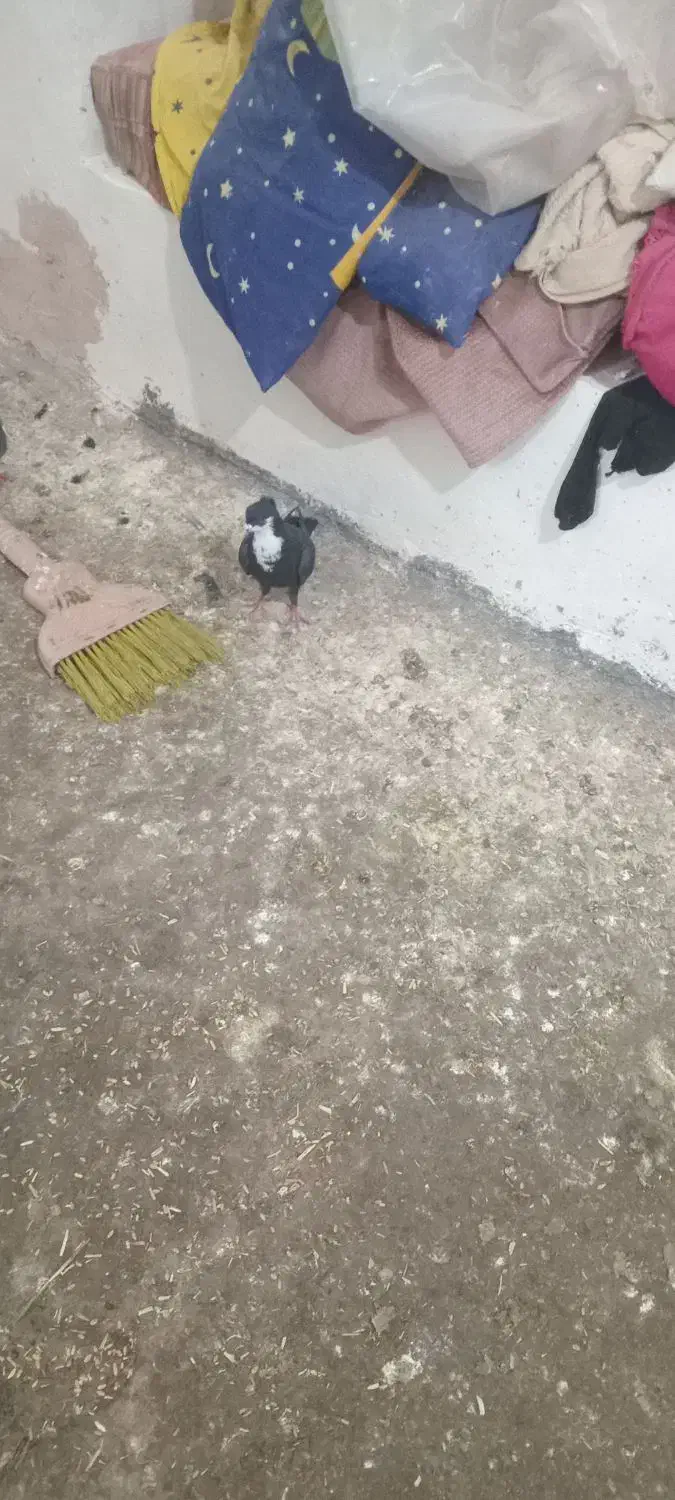 کرواتی|پرنده|تربت‌حیدریه, پائین ولایت|دیوار