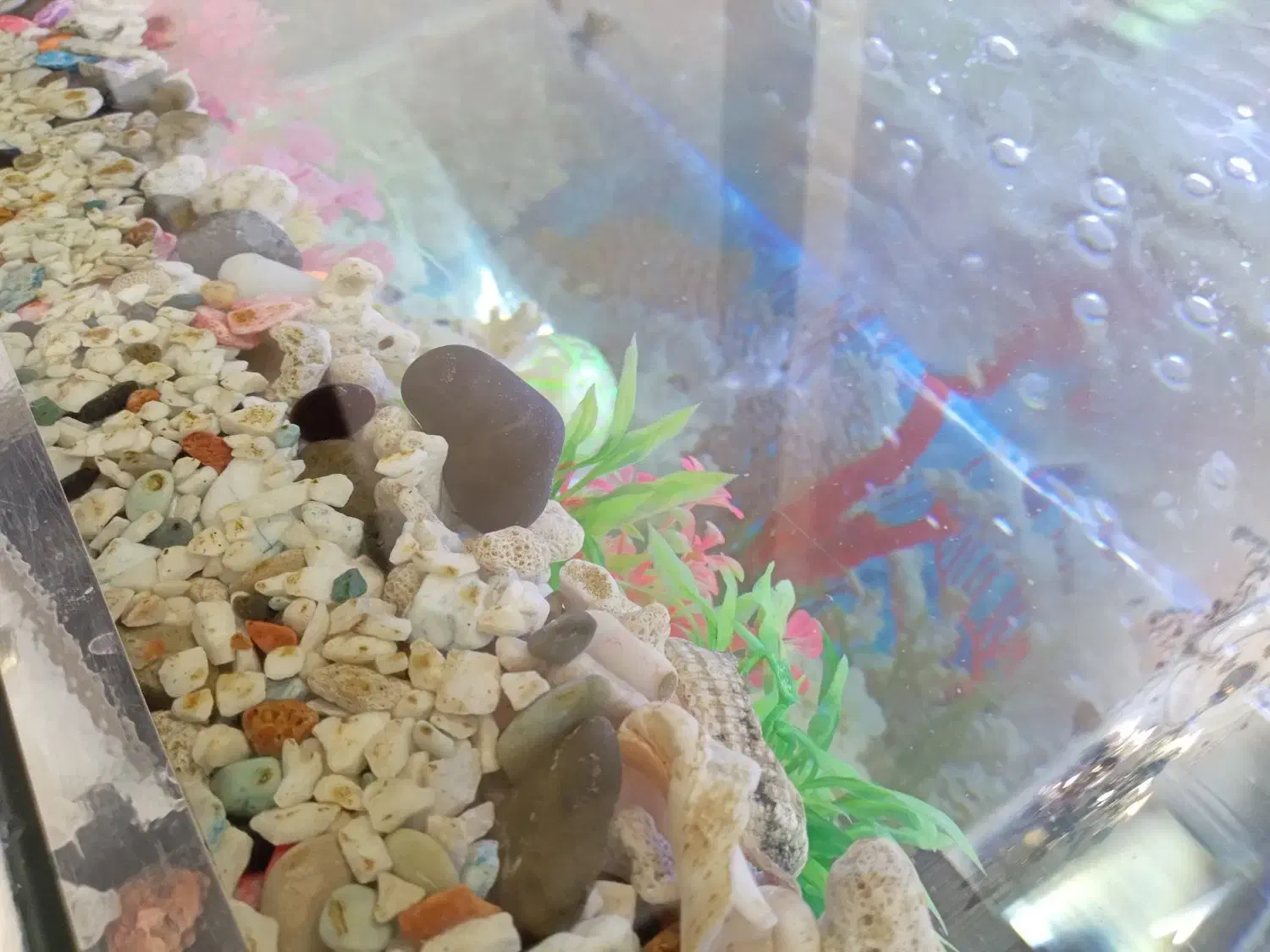 اکواریوم شیشه خم|ماهی|سهند, |دیوار