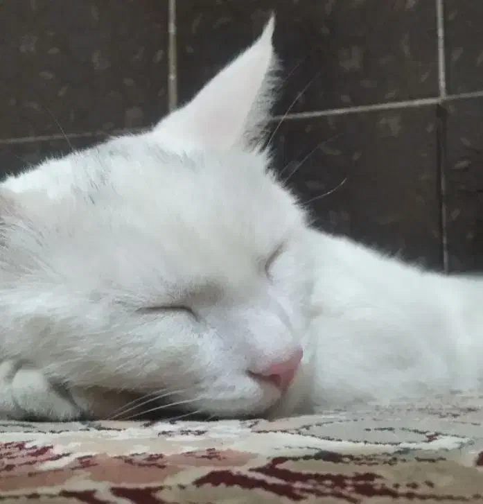 گربه|گربه|مشهد, طبرسی شمالی|دیوار